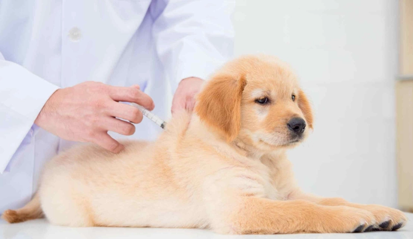 狗狗疫苗多久打一次 狗狗疫苗多久打一次