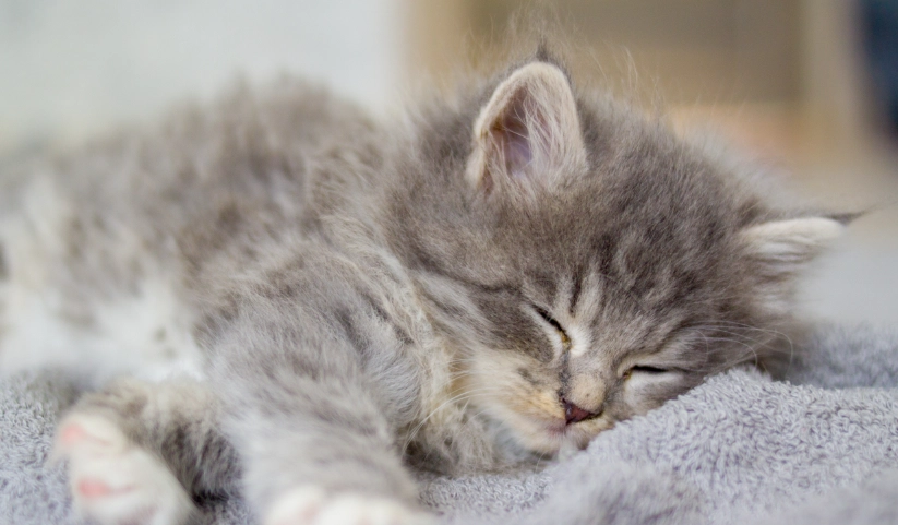 兩個月幼貓 兩個月幼貓