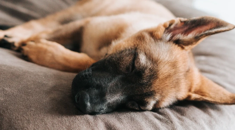 寵物死亡處理 寵物死亡處理