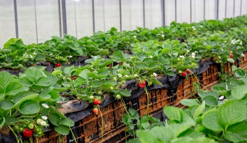 桃園採草莓推薦