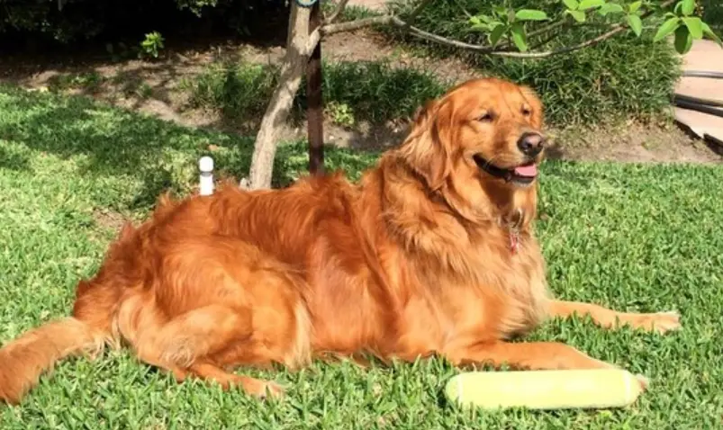 黃金獵犬洗澡頻率