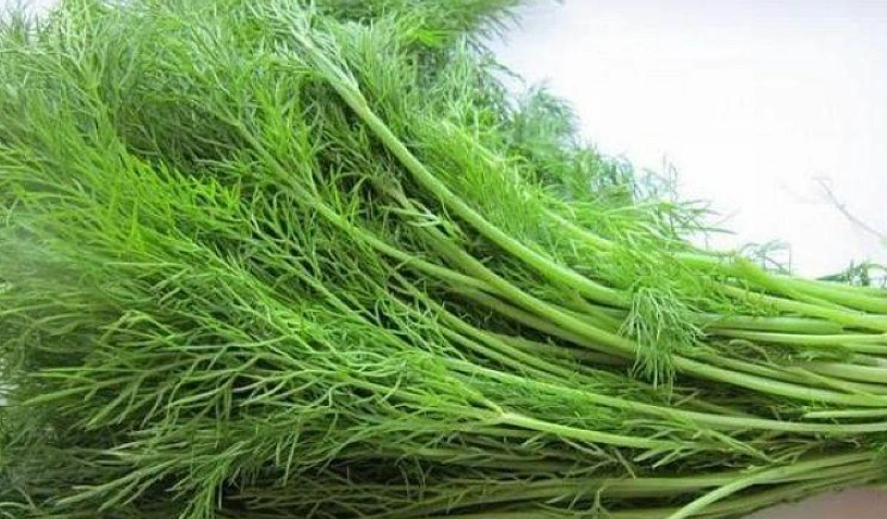 茴香怎麼煮 茴香怎麼煮