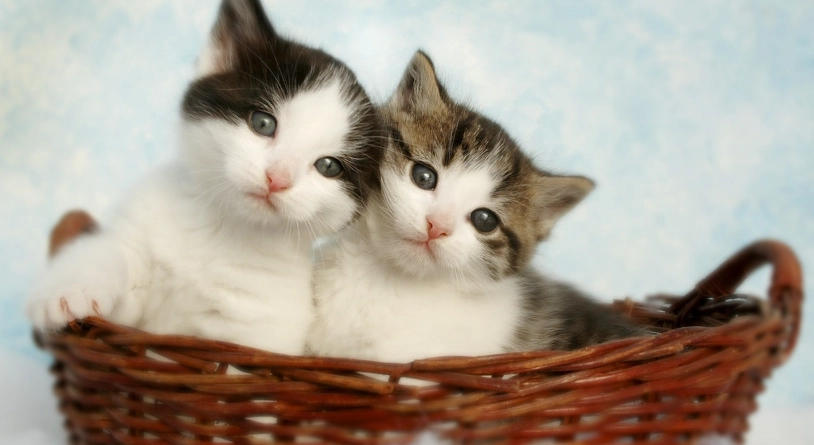 幼貓飼養指南 幼貓飼養指南