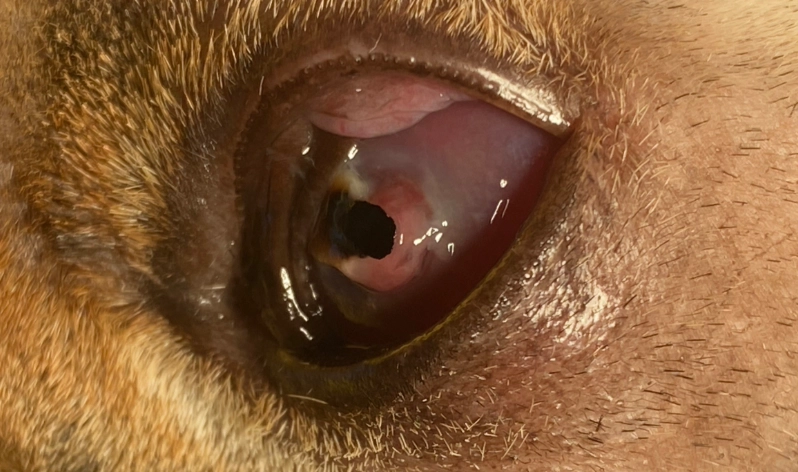 狗狗眼睛受傷治療 狗狗眼睛受傷治療