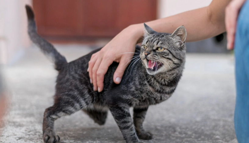 公貓結紮費用 公貓結紮費用