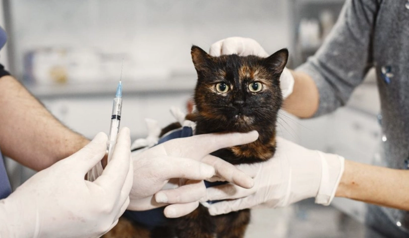 貓疫苗品牌