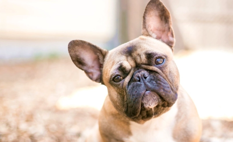 法國鬥牛犬壽命