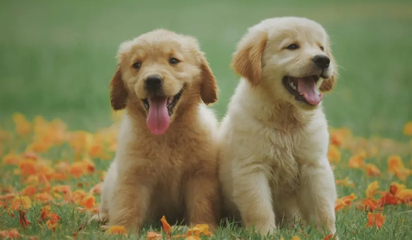 狗狗年齡對照表