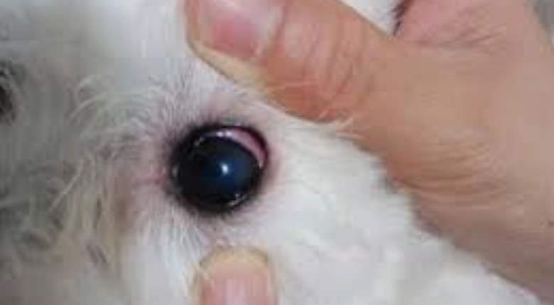 角膜穿孔症狀 角膜穿孔症狀