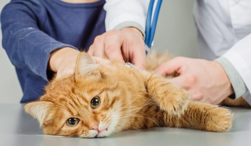 貓腎衰竭第四期