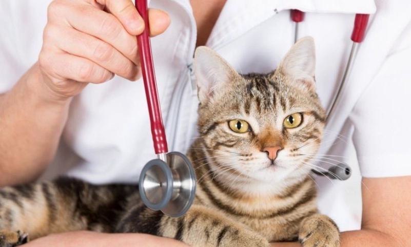 寵物緊急醫療費用