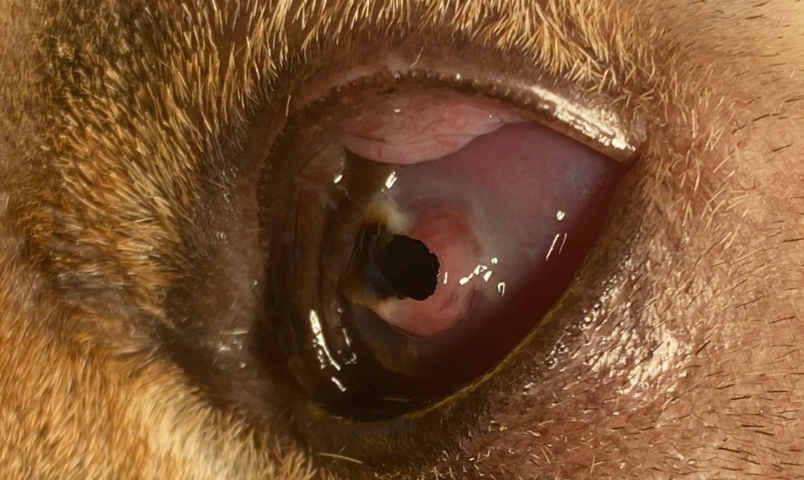 寵物眼藥水推薦