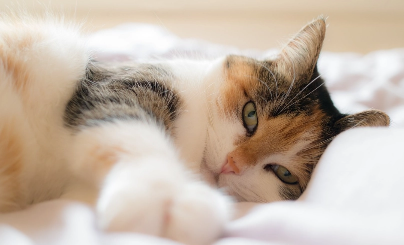 貓腎衰竭第四期壽命