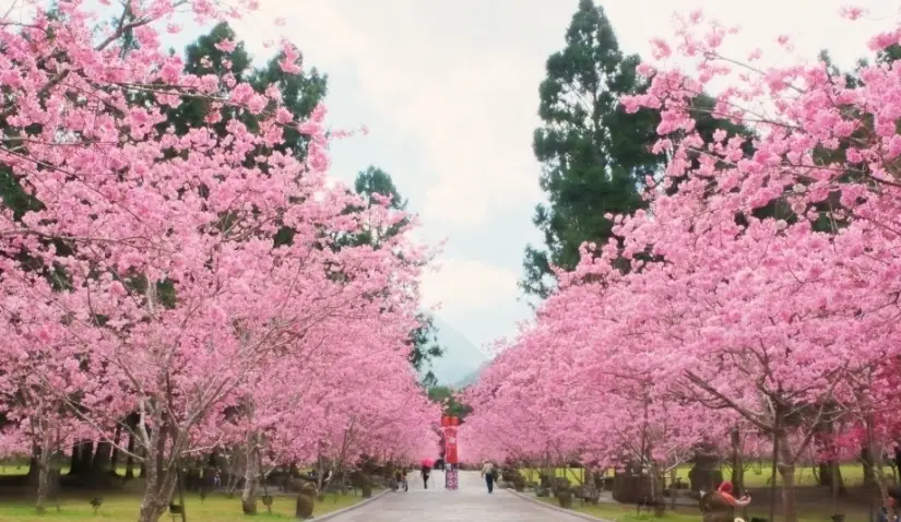 九族文化村櫻花
