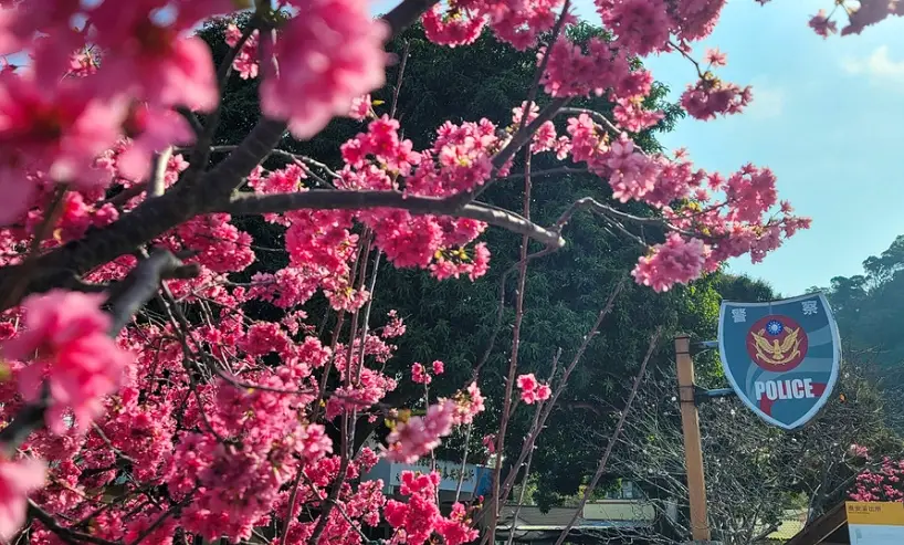 九族文化村櫻花