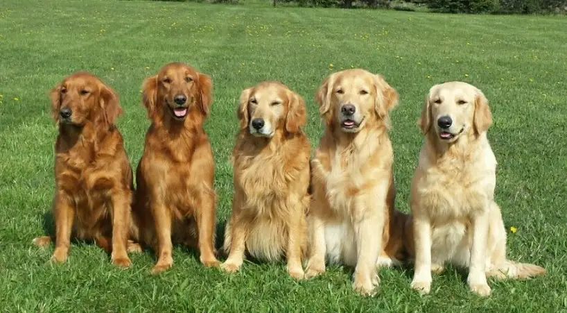 黃金獵犬拉布拉多