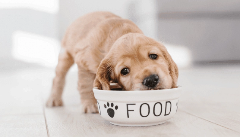 低鈉狗食 低鈉狗食