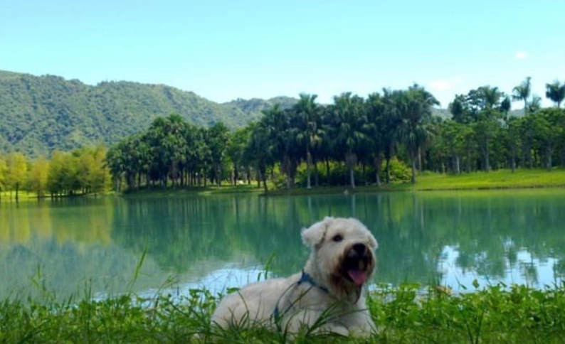 花蓮帶寵物旅遊