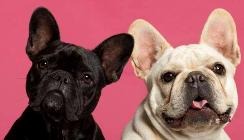 法鬥 八哥 比較