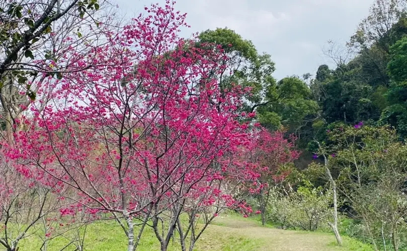 中部賞櫻景點