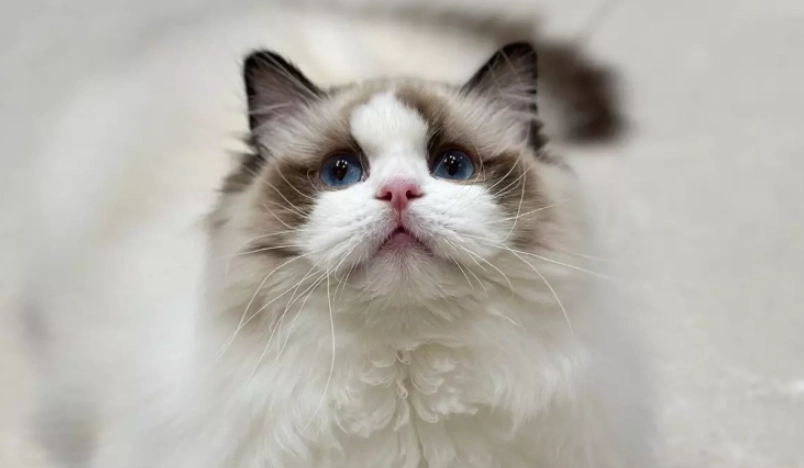 布偶貓體重表 布偶貓體重表