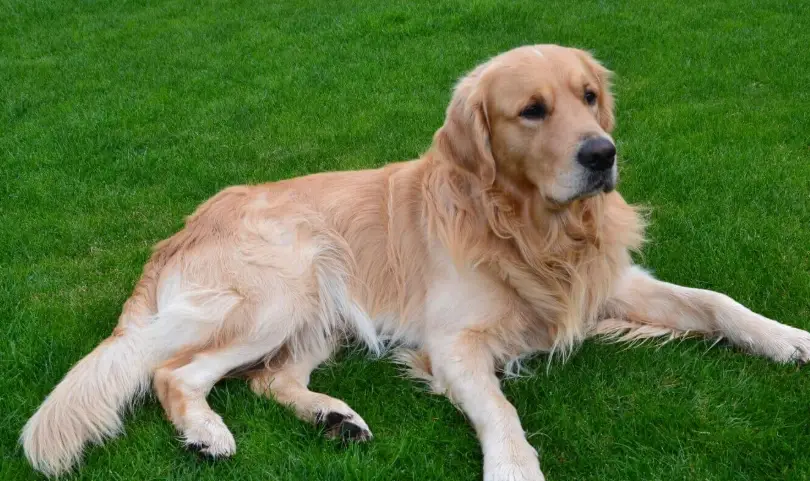 黃金獵犬好養嗎