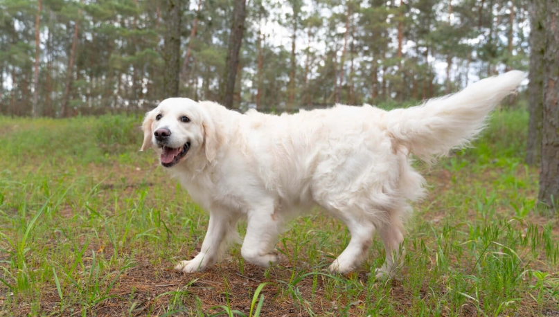 黃金獵犬好養嗎