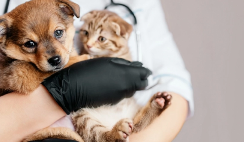 飼主責任 飼主責任