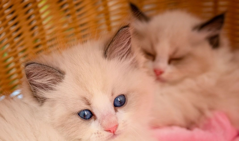 布偶貓體重表 布偶貓體重表