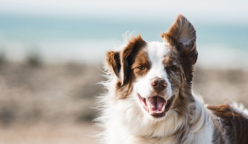 狗狗吐黃水泡沫
