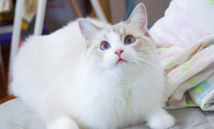 布偶貓飲食指南 布偶貓飲食指南