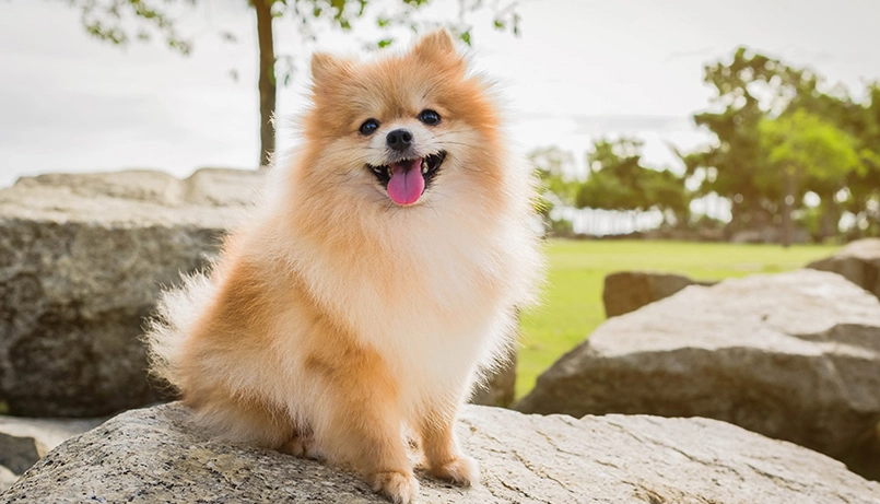 博美犬 價格 博美犬 價格