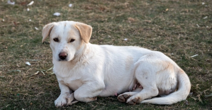 心臟病狗飲食 心臟病狗飲食