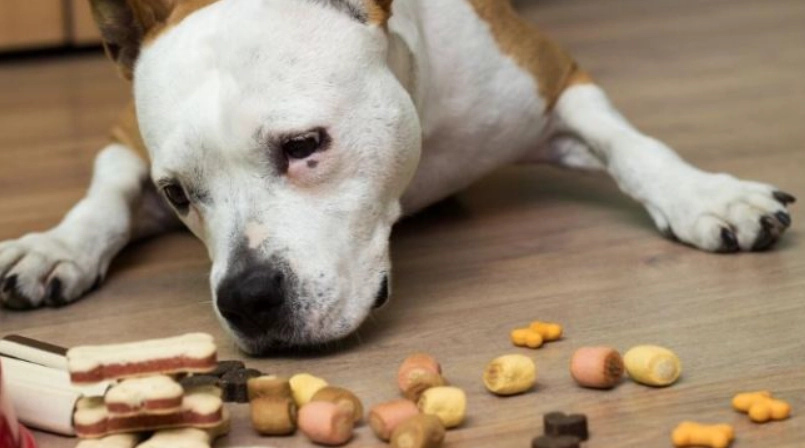 低鈉狗食 低鈉狗食