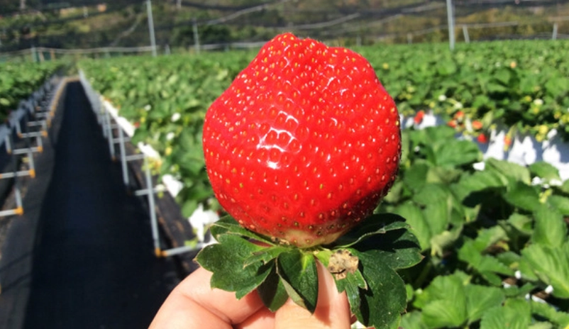 大湖草莓現況
