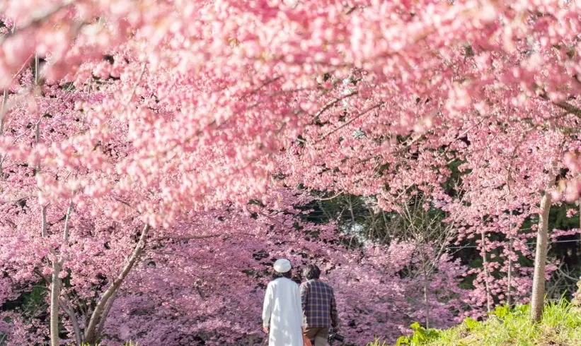 中部賞櫻景點全攻略：秘境、交通、行程一次掌握