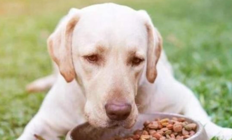 心臟病狗飲食 心臟病狗飲食