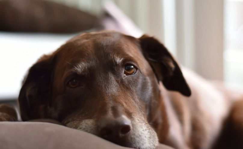 老年狗體重下降
