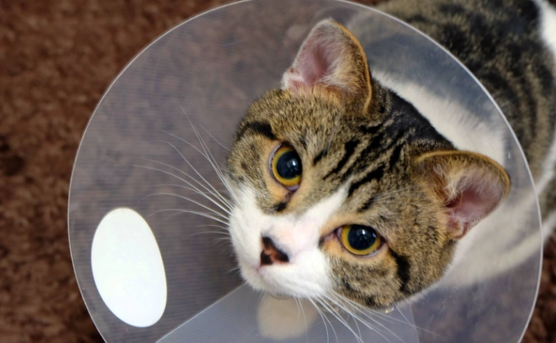 公貓結紮注意事項