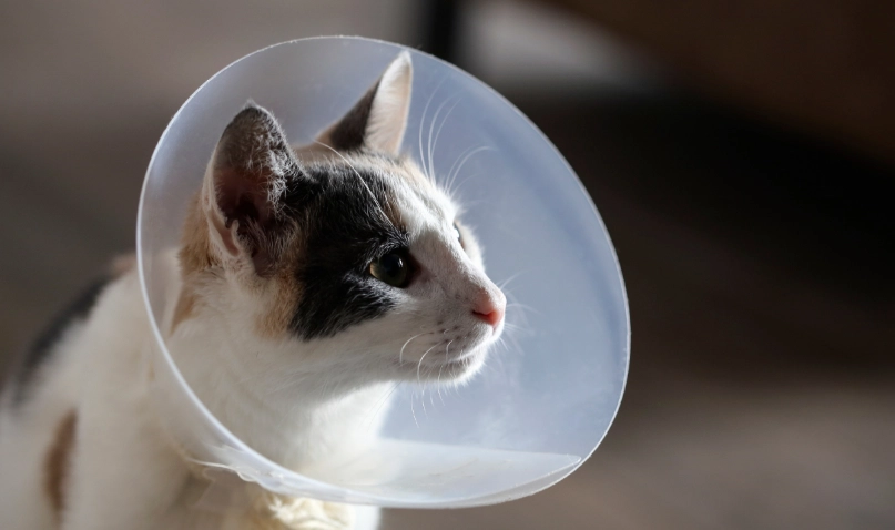 公貓結紮恢復時間