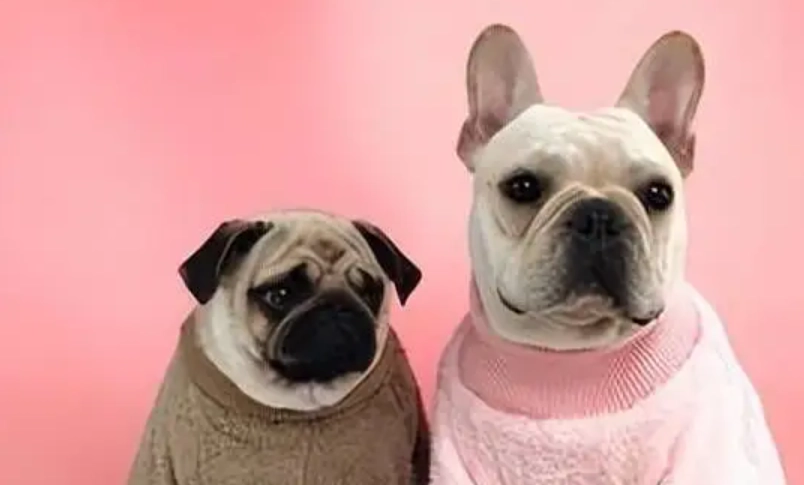 法鬥vs八哥較好養