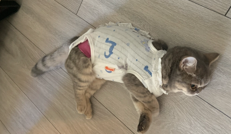 母貓手術後照顧