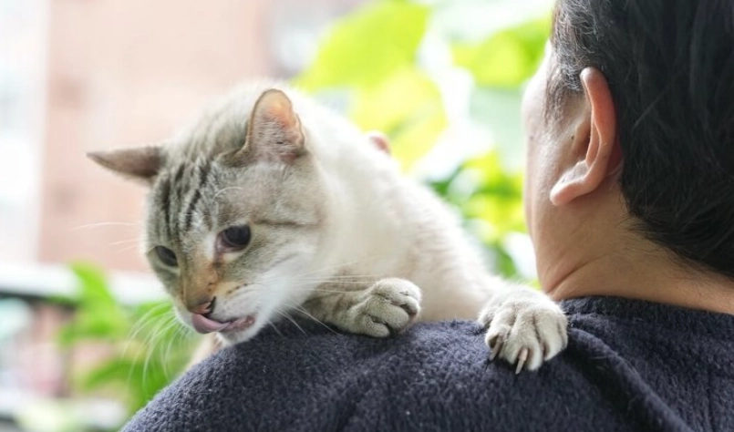 動物保護法 動物保護法