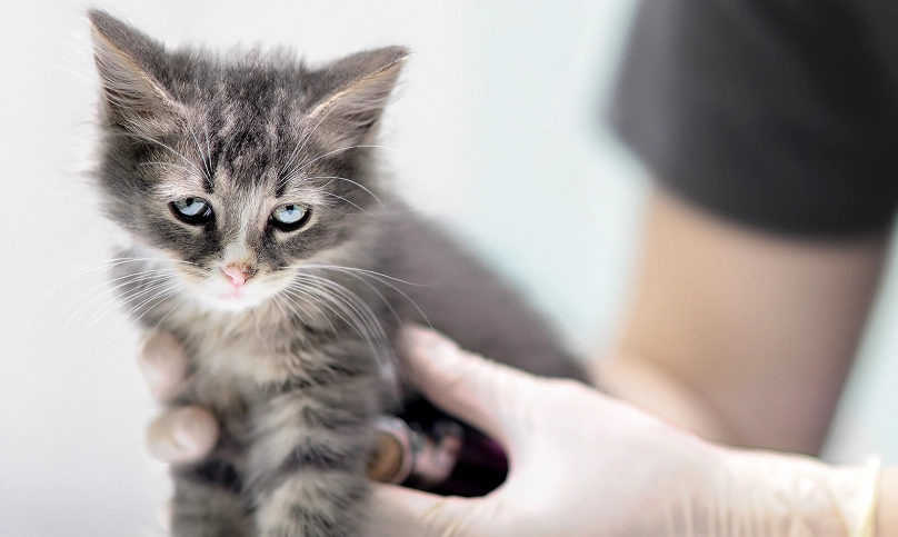 幼貓健康檢查項目