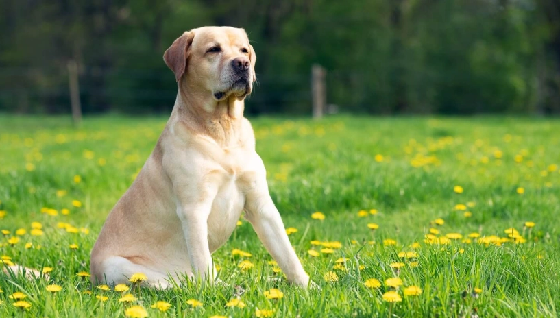 黃金獵犬常見疾病