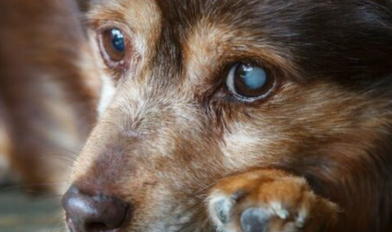 狗狗眼睛發炎