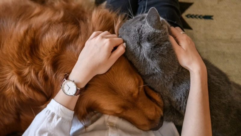 寵物死掉怎麼安慰