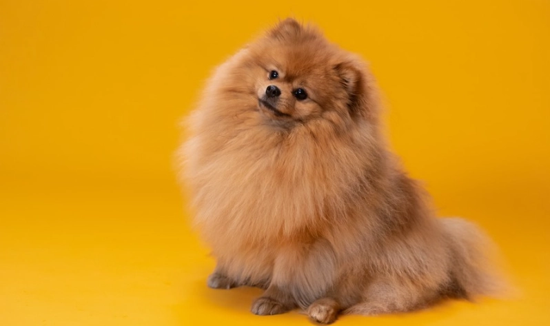 博美犬 價格 博美犬 價格