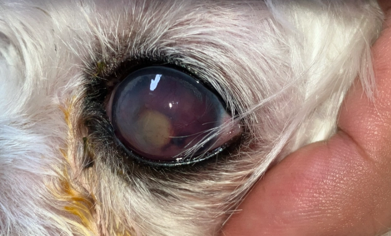 狗角膜潰瘍眼藥水