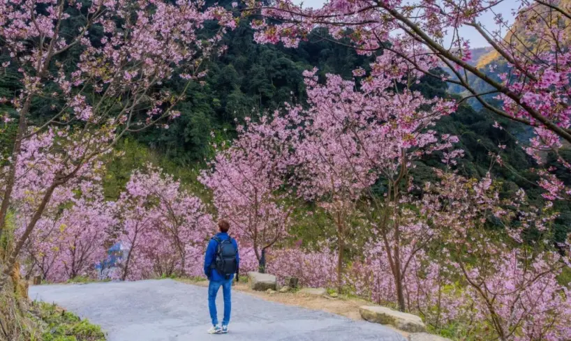 中部賞櫻景點
